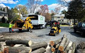 Best Tree Cabling and Bracing  in Oral City, FL