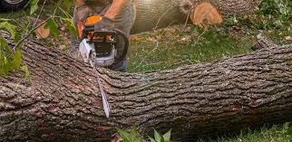 How Our Tree Care Process Works  in  Floral City, FL