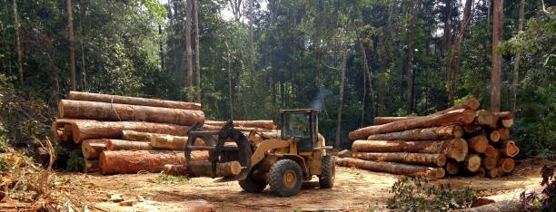  Oral City, FL Tree Care Pros