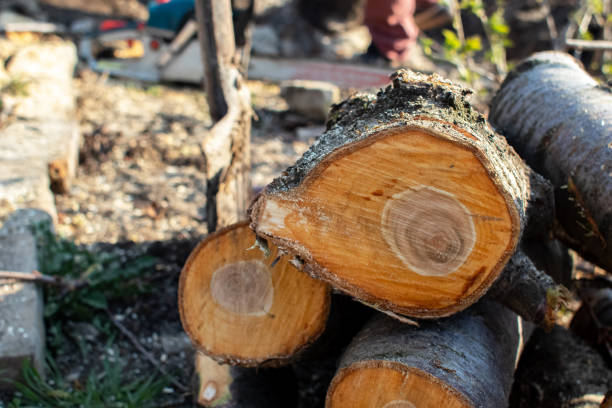 Reliable Floral City, FL Tree Care Solutions