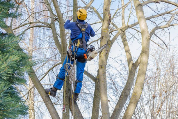Best Arborist Consultation Services  in Oral City, FL