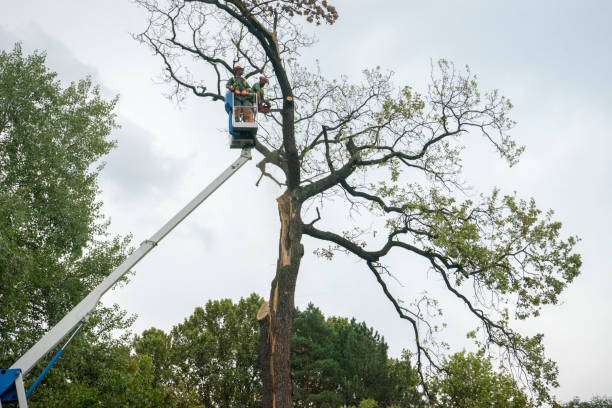 Best Root Management and Removal  in Oral City, FL